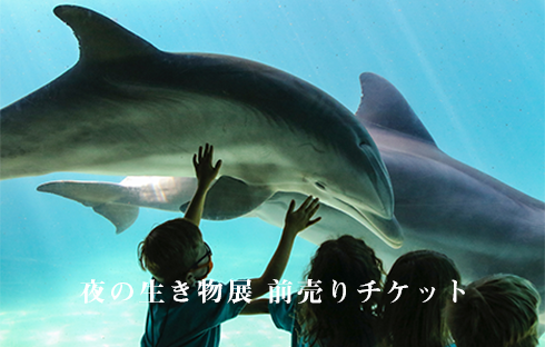 あおもり水族館  前売りWEBチケット料金