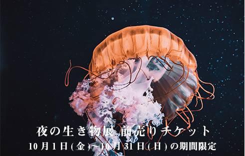 夜の生き物展  前売りWEBチケット料金