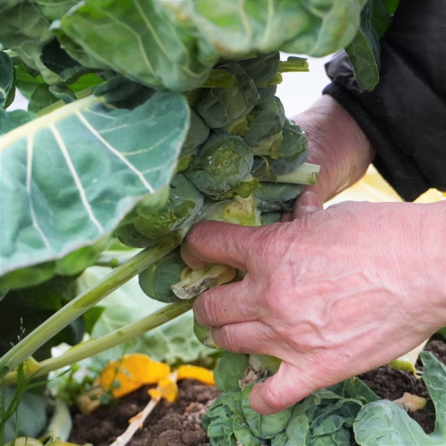 野菜を手で摘む写真