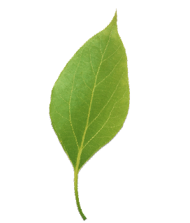 left leaf2