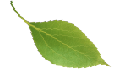 left apple