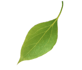 right leaf