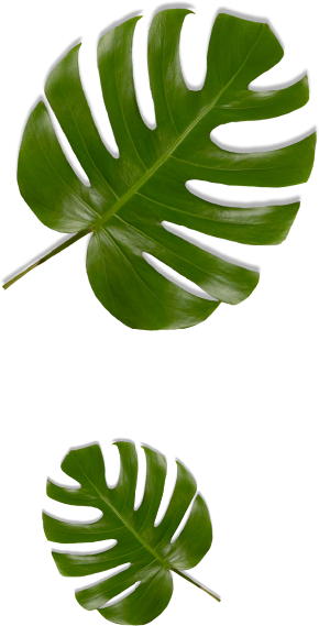 left leaf