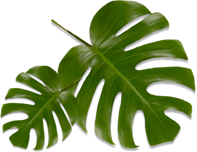right leaf