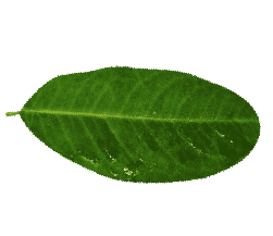 left leaf2