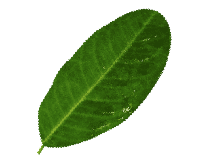 left leaf