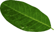 right leaf2