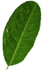 right leaf